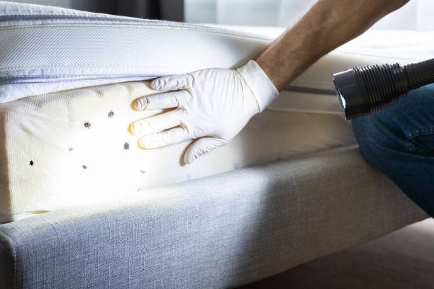 Best Bed Bug Extermination  in Whitemarsh Island, GA
