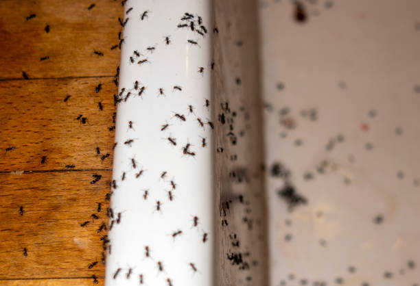 Best Exterminator Services  in Whitemarsh Island, GA