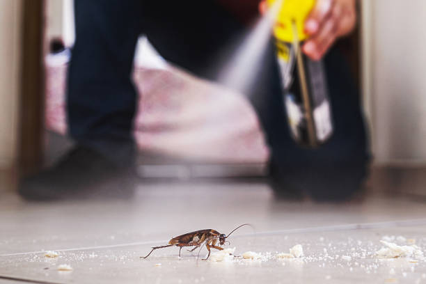 Best Best Pest Control Companies  in Whitemarsh Island, GA