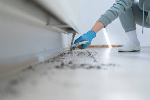 Best Rat Extermination Near Me  in Whitemarsh Island, GA